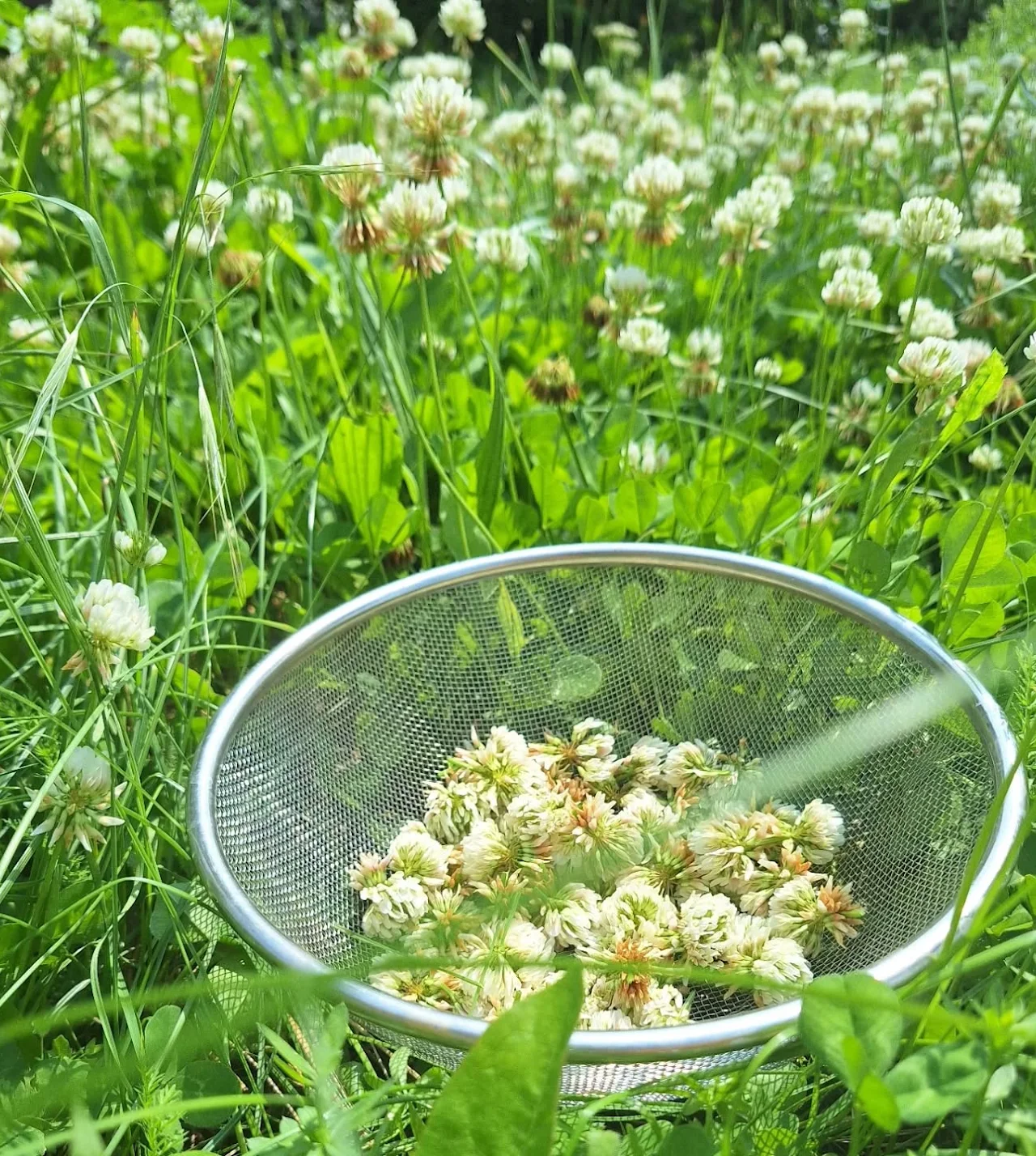 Cueillette de fleurs pour les macérats
